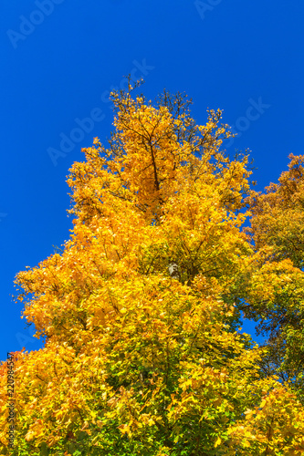 Deciduous trees with yellow autumn color against the blue sky