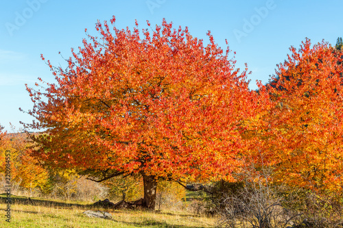 Red autumn colors on the deciduous trees