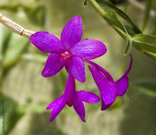 Dendrobium sulawesiense, orchid species, native to Sulawesi region of Indonesia. Botanical Garden, KIT Karlsruhe, Germany, Europe photo