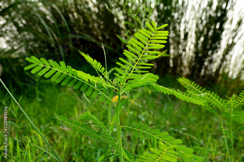 Sesbania aculeata plants growing near village