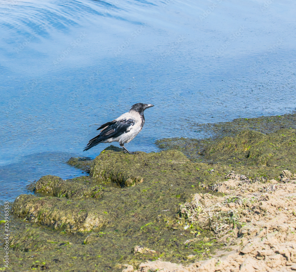 One gray crowOne gray crow looks for food in the sea mud on the seashore. One gray crowOne gray crow looks for food in the sea mud on the seashore.