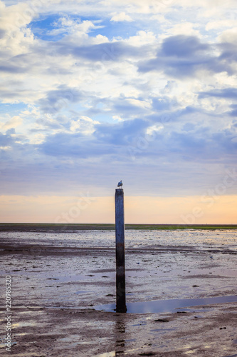 Netherlands nature - Seagull at Dutch Wadden sea at Schiermonnikoog in summer © Geerte