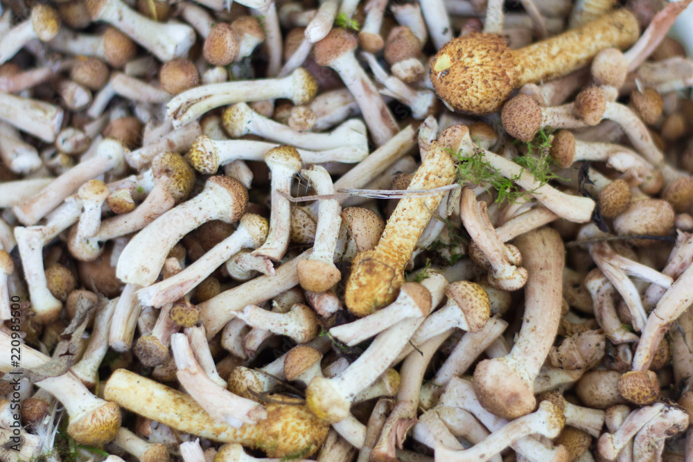 freshly picked small mushrooms,a handful of mushrooms