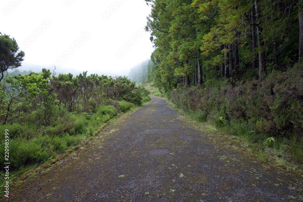 Fog in the mountains of Sao Miguel