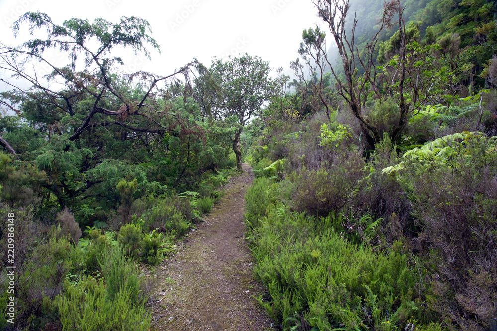 Obraz premium Fog in the mountains of Sao Miguel