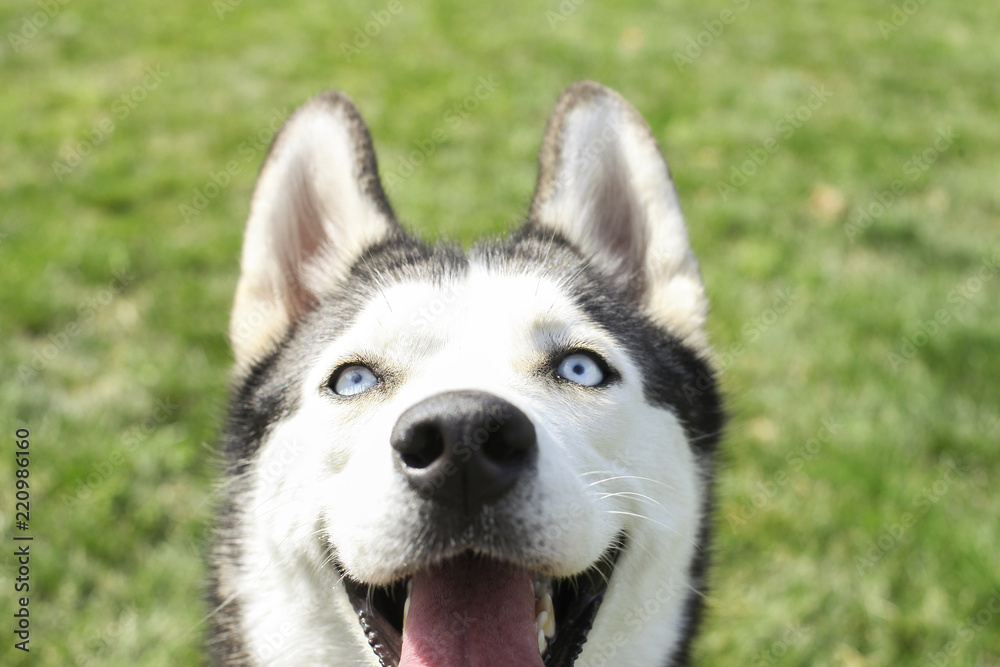 Funny siberian husky dog with pointy ears & long tongue sticking out on a walk. Leashed domestic purebred pet resting on green mawed grass lawn of city central park. Background, copy space, close up. Funny siberian husky dog with pointy ears & long tongue sticking out on a walk. Leashed domestic purebred pet resting on green mawed grass lawn of city central park. Background, copy space, close up.