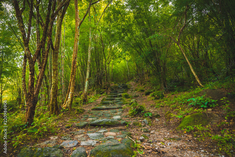 Obraz premium Walk to the jungle tree sky clouds sun