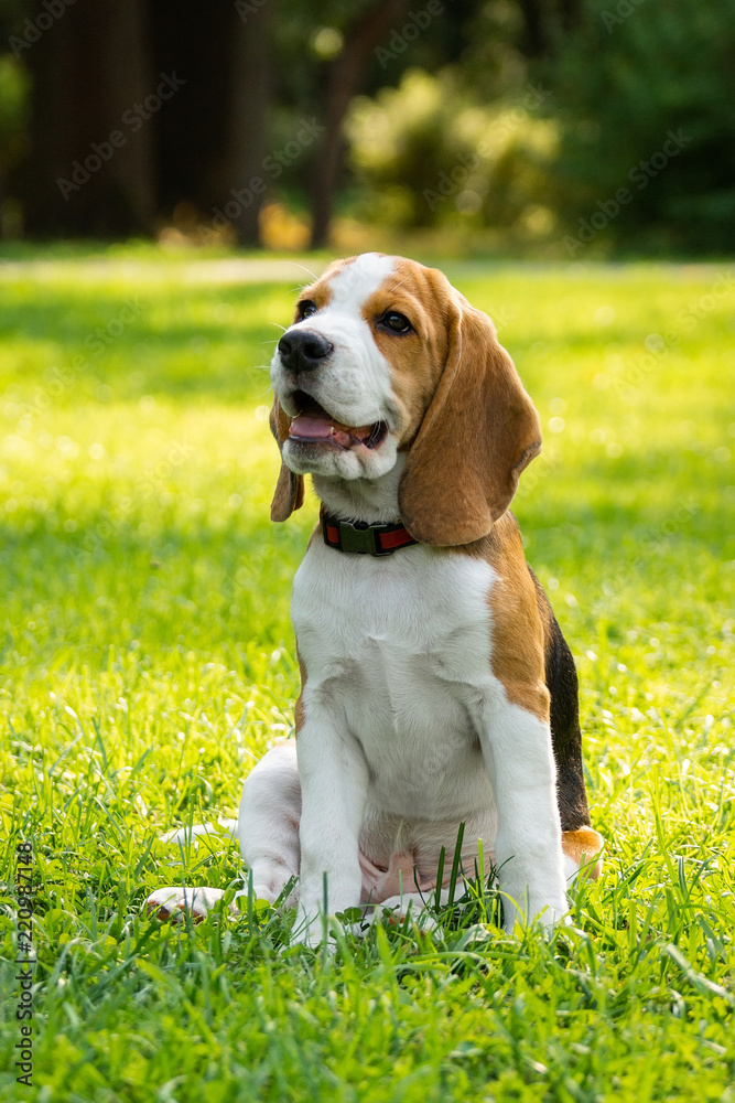 Dog beagle on the grass