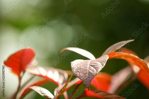 Closeup nature red leaf in garden on summer time with environment blur light ecology green background.