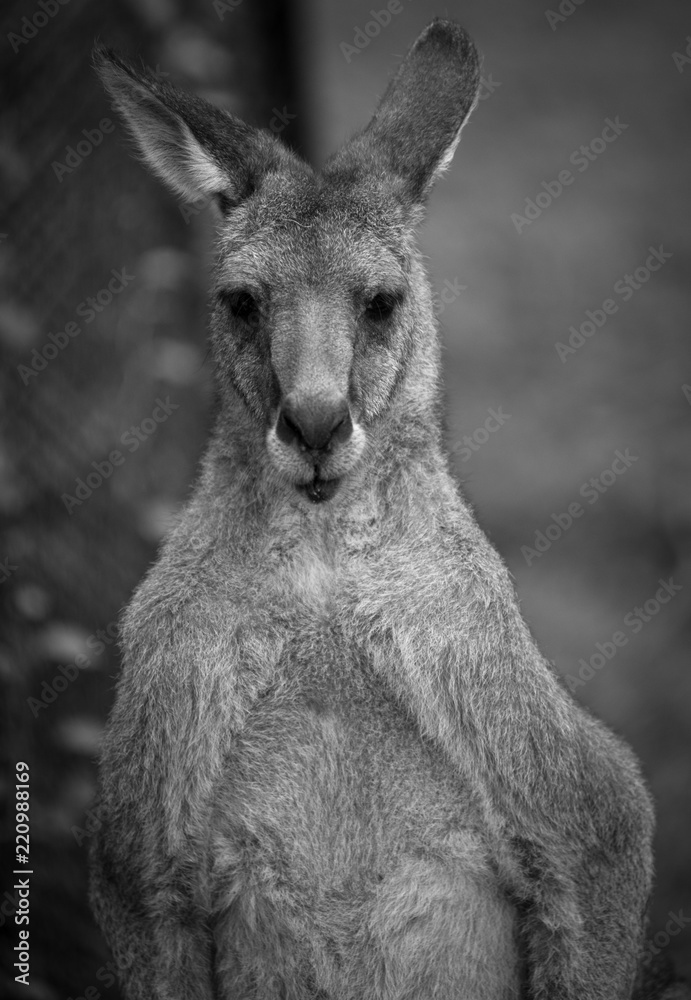 Fototapeta premium Kangaroo portrait