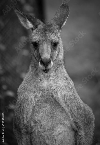 Kangaroo portrait © Steven