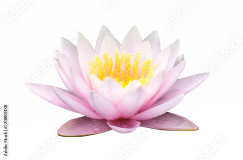 Fototapeta Naklejka Na Ścianę i Meble -  Isolate pink lotus flower on whit background