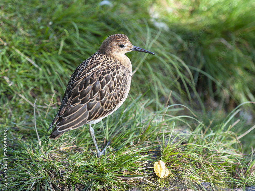 portrait of a male ruff (Calidris pugnax),Tromso,Norway portrait of a male ruff (Calidris pugnax),Tromso,Norway