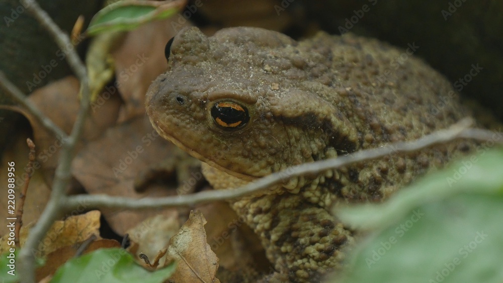 Fototapeta premium Scared Frog Image in Nature in a Mountain Forest