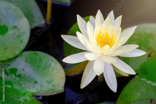 Beautiful White Lotus Flower with Yellow stamen  Green leaf in pond