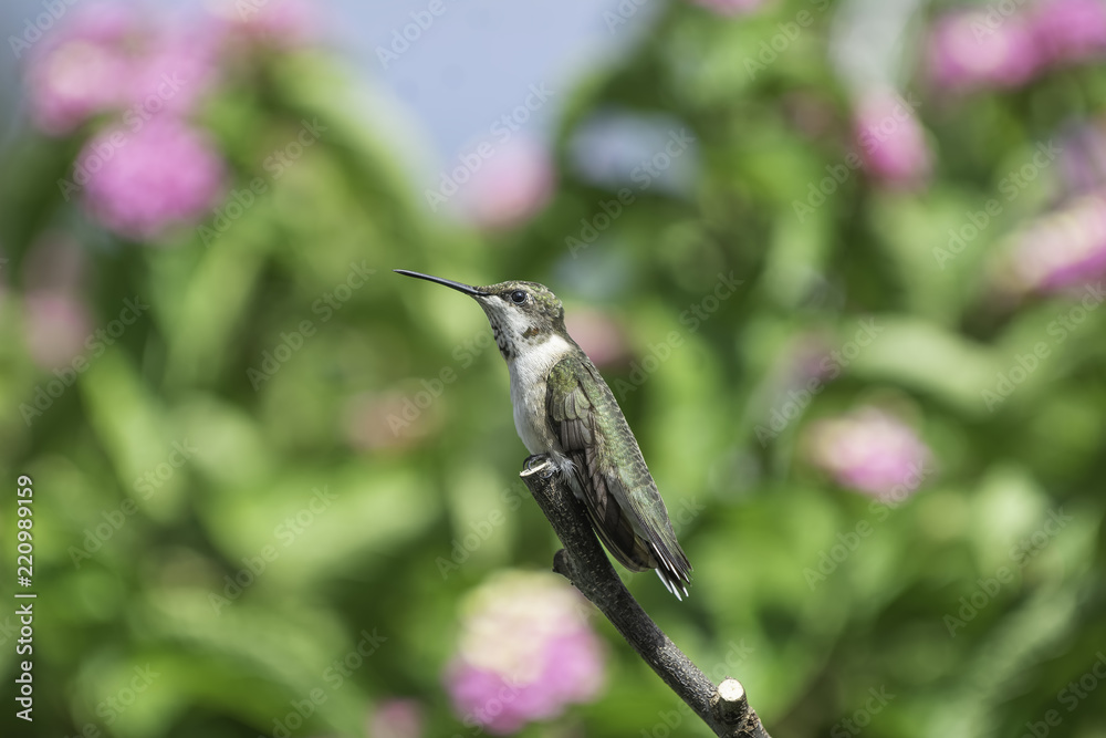 Fototapeta premium Hurry Up and Wait