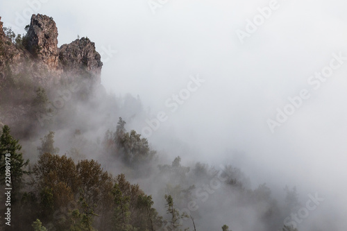 Tree tops in forest with dense fog or mist