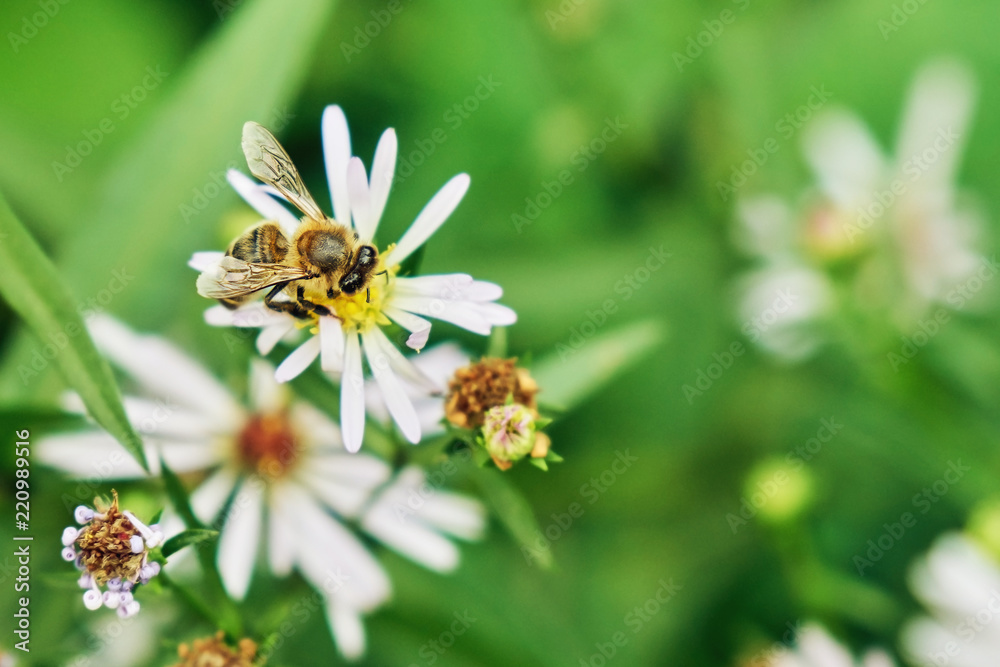 Bee pollinating an aster perennial flower in summer evening Bee pollinating an aster perennial flower in summer evening