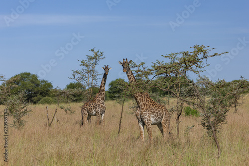 Two Giraffes in the Serengeti
