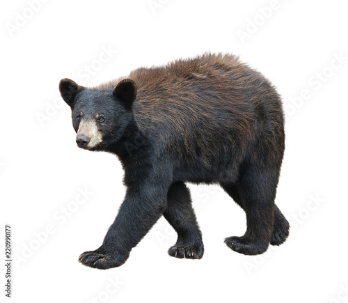 American Black Bear  on white background