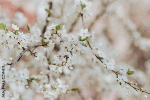 spring apple white nature flowers © Yuliya