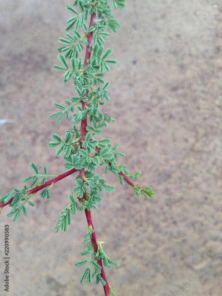 NATIONAL TREE OF UAE Ghaf, the national tree of the UAE. StockFoto
