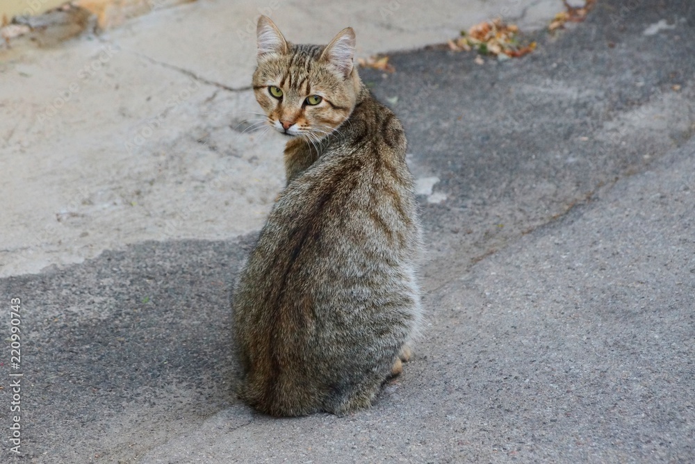 Naklejka premium big gray cat sitting on the asphalt on the street