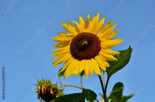 Fototapeta Naklejka Na Ścianę i Meble -  Sonnenblumen