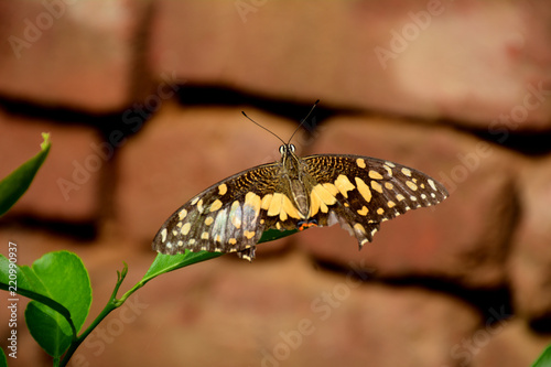 colorful butterfy sitting on leaf in garden at noon time