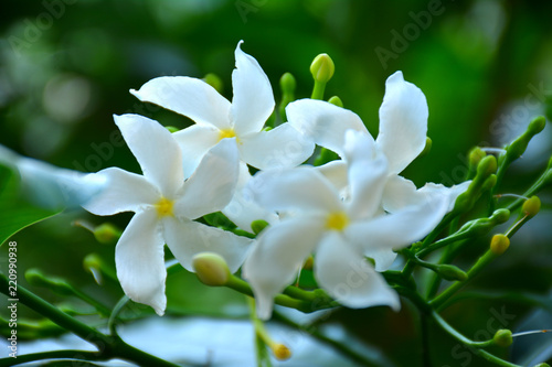 white flowers blossoming  in garden