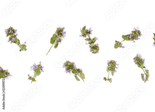Floral pattern made of field flowers isolated on white background. Flat lay. Top view.