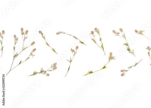 Floral pattern made of field flowers isolated on white background. Flat lay. Top view.