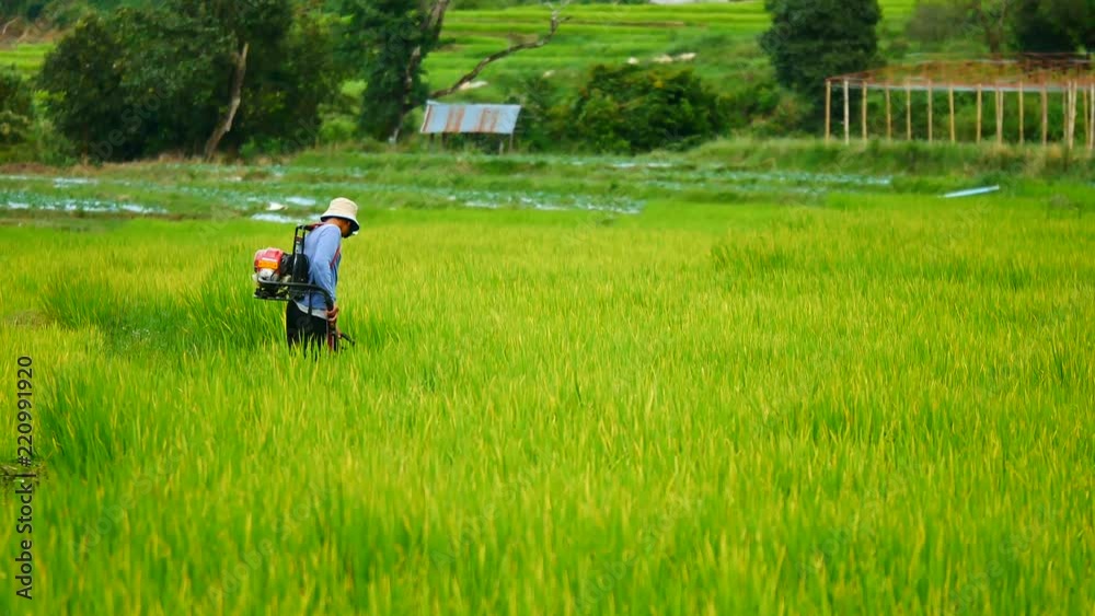 Daily life video Farmers in rural Thailand are spraying fertilizer for the treatment and prevention of insects in the rice planting season. Daily life video Farmers in rural Thailand are spraying fertilizer for the treatment and prevention of insects in the rice planting season.