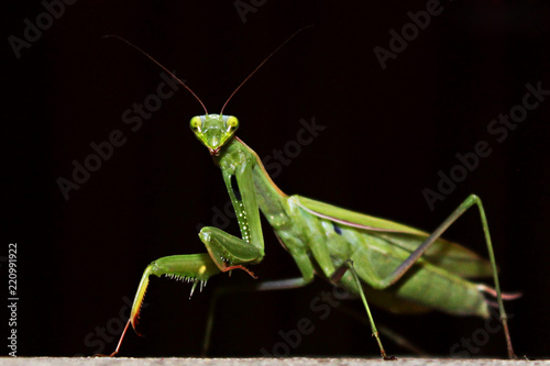 Macro photography of Female European Mantis or Praying Mantis (Mantis religiosa) with dark background