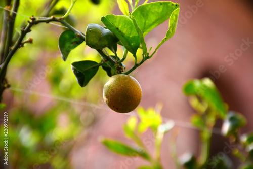 green yellow orange growing on plant in garden