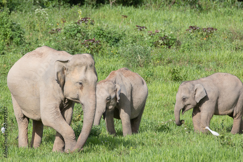 Asiatic Elephant is big five animal in asia