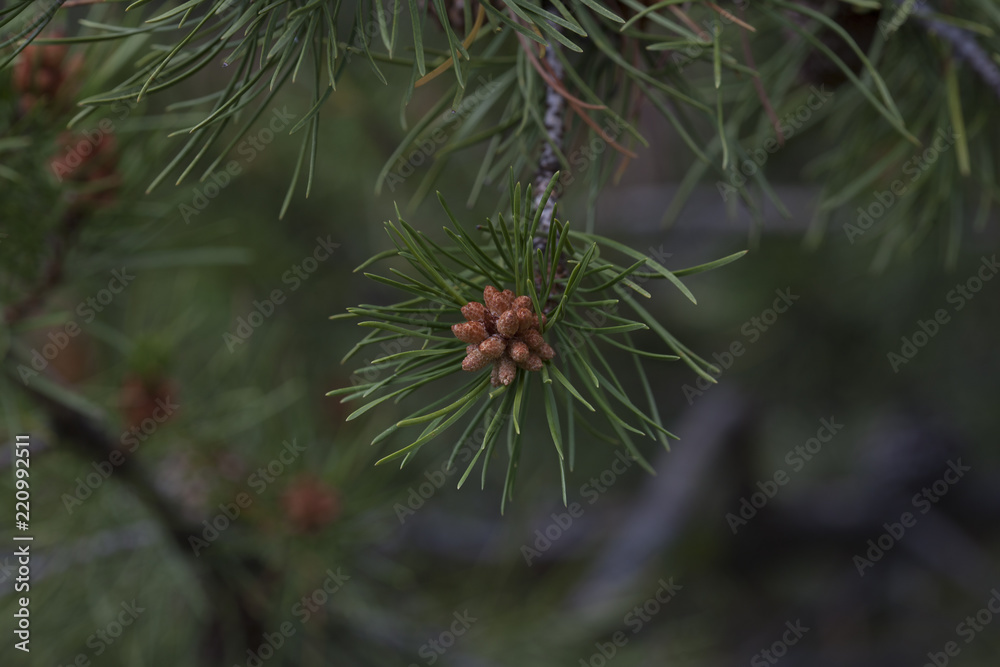 Pine Seeds on a Tree Branch Pine Seeds on a Tree Branch