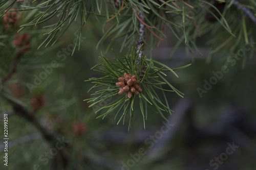 Pine Seeds on a Tree Branch