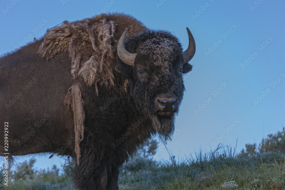Buffalo in Yellowstone National Park
