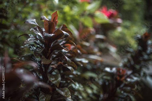 Planta exótica en la selva de Indonesia