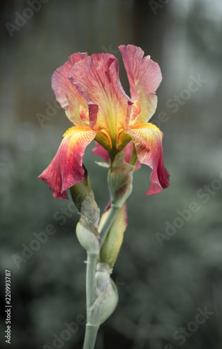 Fototapeta Naklejka Na Ścianę i Meble -  blooming beautiful multicolored red with yellow flower iris
