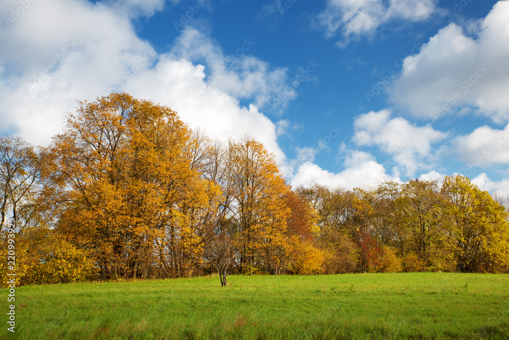 trees with multicolored leaves on the field