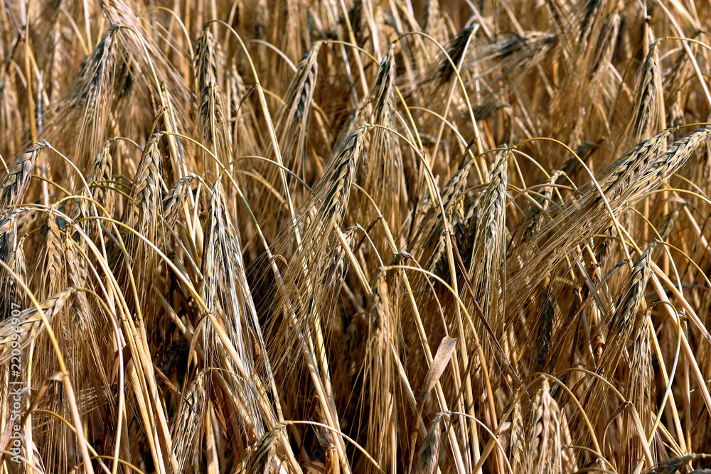 Fototapeta premium Golden grain (wheat or barley) field background during summer sunset light with details on kernels and straws. Golden straws and grain of barley wheat. Texture of a golden wheta field