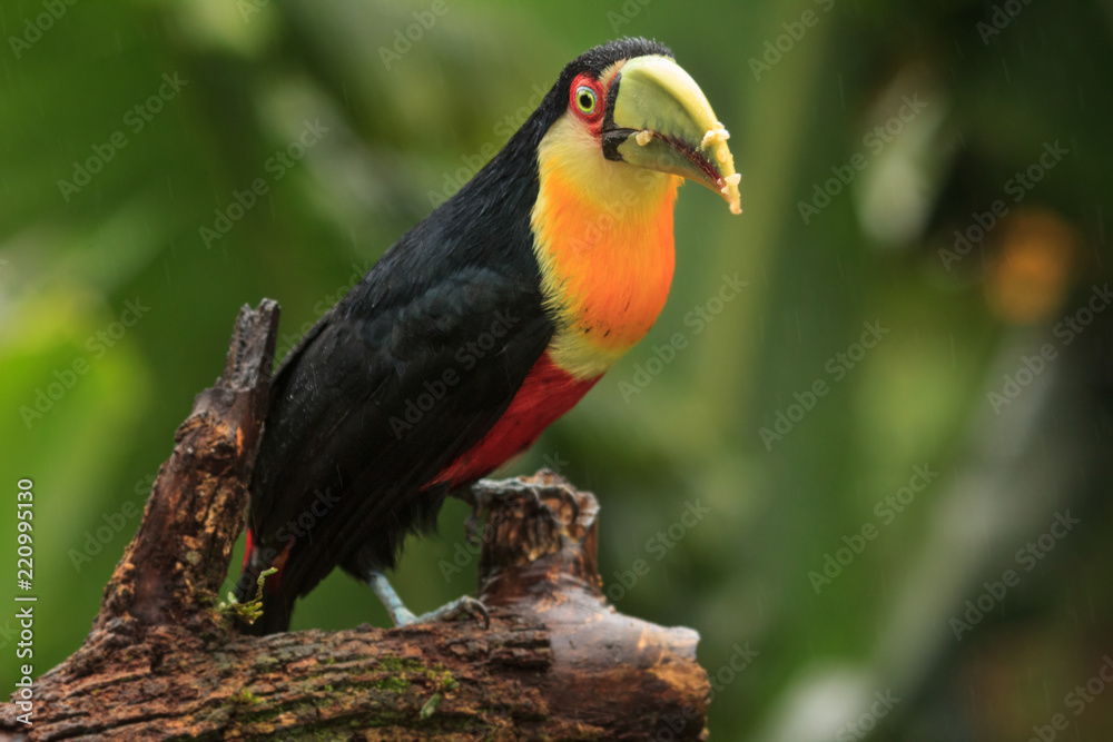 Obraz premium Red-breasted Toucan