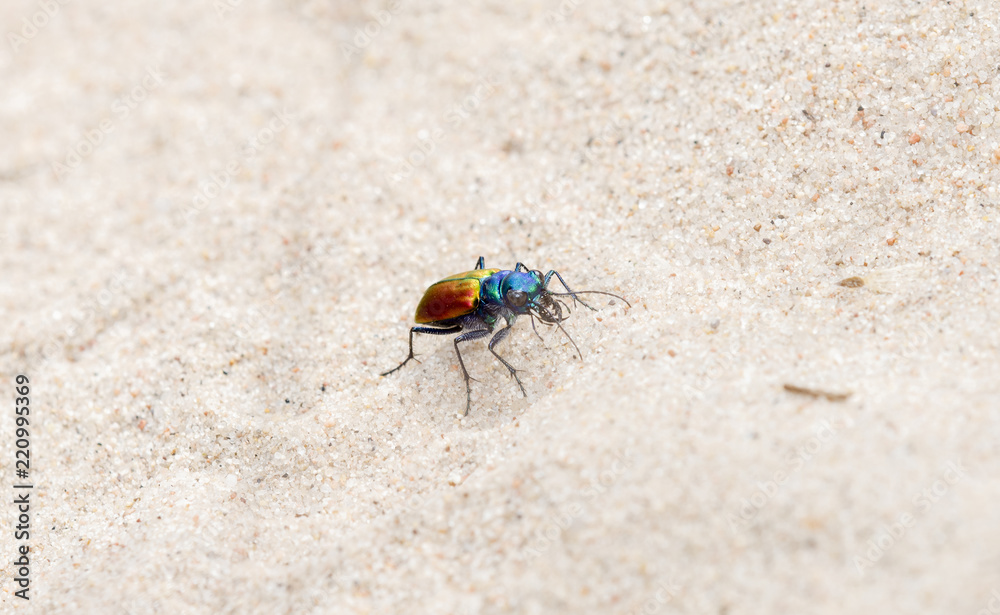 A Colorful Festive Tiger Beetle (Cicindela scutellaris) on Sandy Soil on the Plains of Eastern Colorado A Colorful Festive Tiger Beetle (Cicindela scutellaris) on Sandy Soil on the Plains of Eastern Colorado