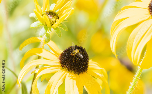 Macro of a Hoverfly (Syrphidae) on Goldstrum Black-eyed Susan Cultivated Flowers in a Garden in Colorado photo