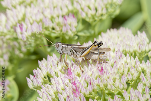 Two-striped Grasshopper (Melanoplus bivittatus) on Flowers in a Cultivated Garden in Colorado photo