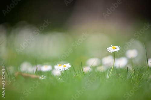 Gänseblümchen