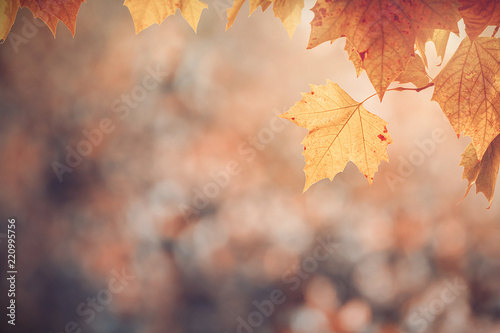 Maple leaves in autumn colors on blurred background