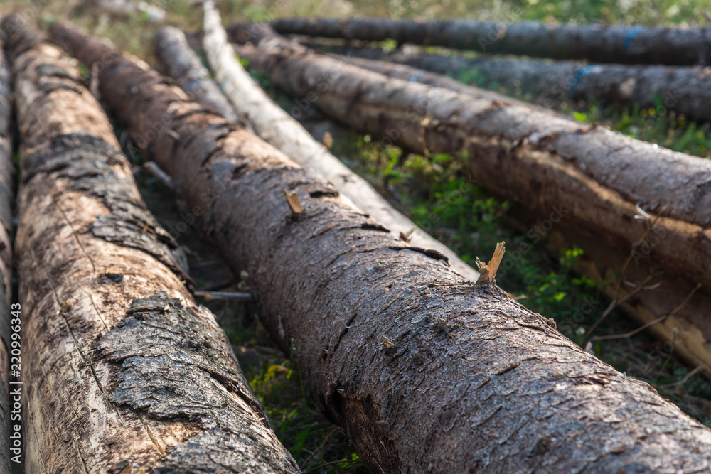 Illegal cutted , abandoned pine wood logs close up shot, deforestation conceptual image. Illegal cutted , abandoned pine wood logs close up shot, deforestation conceptual image.
